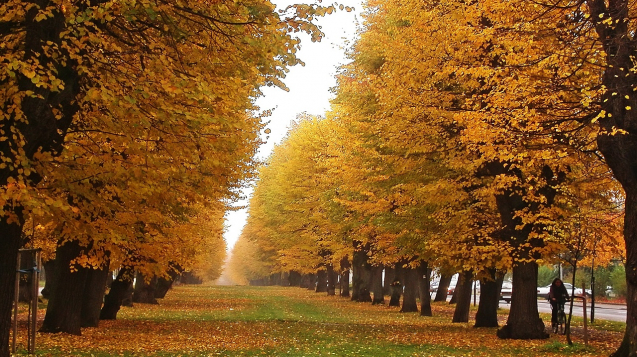 Jièín - Valdtejnova alej